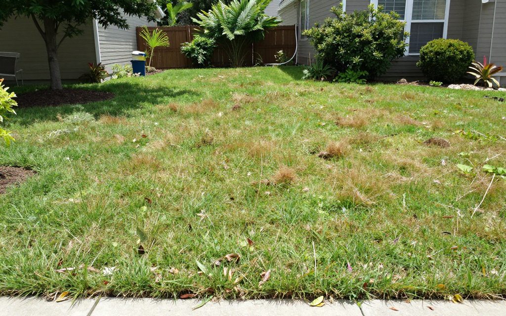 Overgrown lawn in week one
